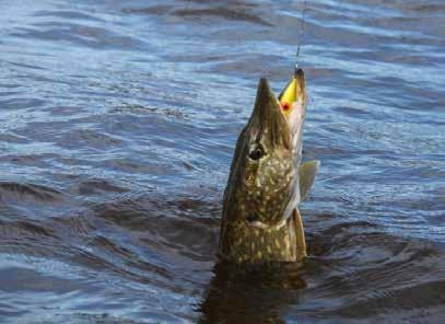 Trolling Trolling är en fiskemetod där man via en båt släpar beten eller tackel. Det finns en mängd olika metoder och prylar för att lura fisken via trolling.