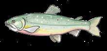 Våra 11 vanligaste fiskarter Våra 11 vanligaste fiskarter Abborre Röding Sik Lake Harr Gädda Abborren smakar som bäst när den väger under ett kilo.