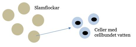 [9] När polymer tillsätts och binder sig med slam bildas det flockar av det organiska ämnet, se figur 3, [12].