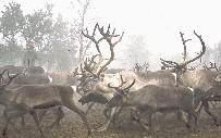 Sverige Rapport nr : Naturhistoriska