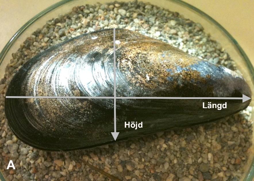 . Preparationsteknik Skalen etiketterades och mättes med hänsyn till deras längd, höjd och bredd (figur A och B). Figur. A. Skalens längd och höjd; B. Skalens bredd.