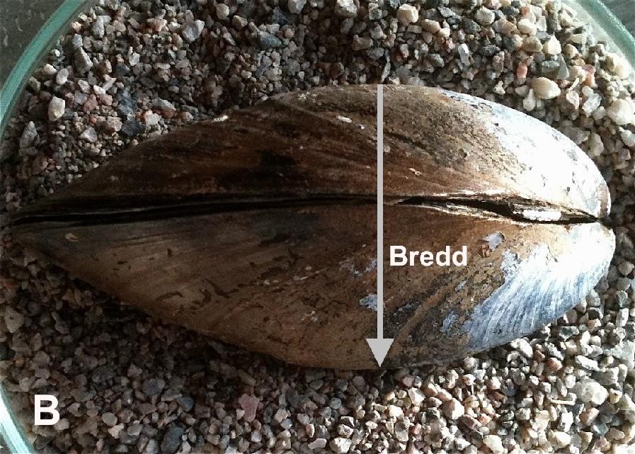 Snittytan preparerades fram enligt en speciell metod som utvecklades under -talet vid Naturhistoriska riksmuseet i Stockholm (se bilaga för en mer detaljerad metodbeskrivning).