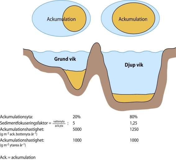 4 Principen för normalisering för sedimentfokusering illustreras i figur 2-1 och går helt enkelt ut på att omräkna sedimentackumulationen i ackumulationsområdena till att gälla för hela fjärdytan.