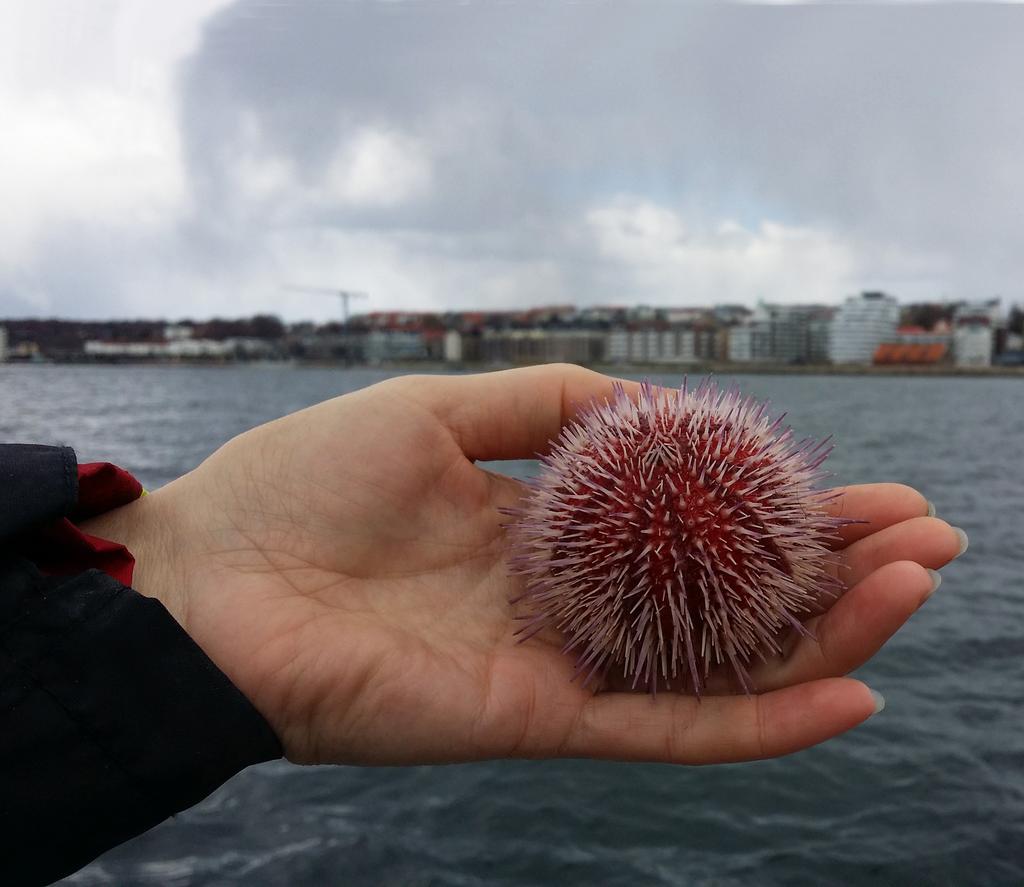 Kustkontrollsprogram för