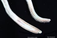 Antal arter Biomassa g/m 2 80 70 60 50 40 30 20 10 0 8000 7000 6000 5000 4000 3000 2000 1000 Biomassa Biomassa är den sammanvägda vikten av alla djur per kvadratmeter.