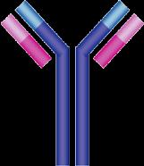 Graviditet- Immunmodulering Cellulär immunitet