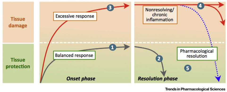 Den Inflammatoriska processen B A + AP1189 A) Normal inflammationsprocess: 1. Kroppens svar på skada för att skydda vävnaden 2.
