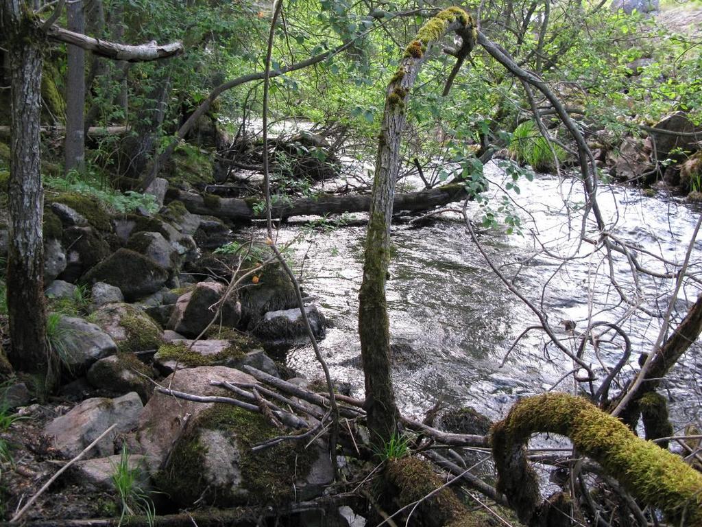 Djupsjöns utlopp (6B) Virån 2011 En kort, rensad strömsträcka nedströms sjön, grova block ligger längs kanterna, måttlig tillgång på död ved (figur 45).