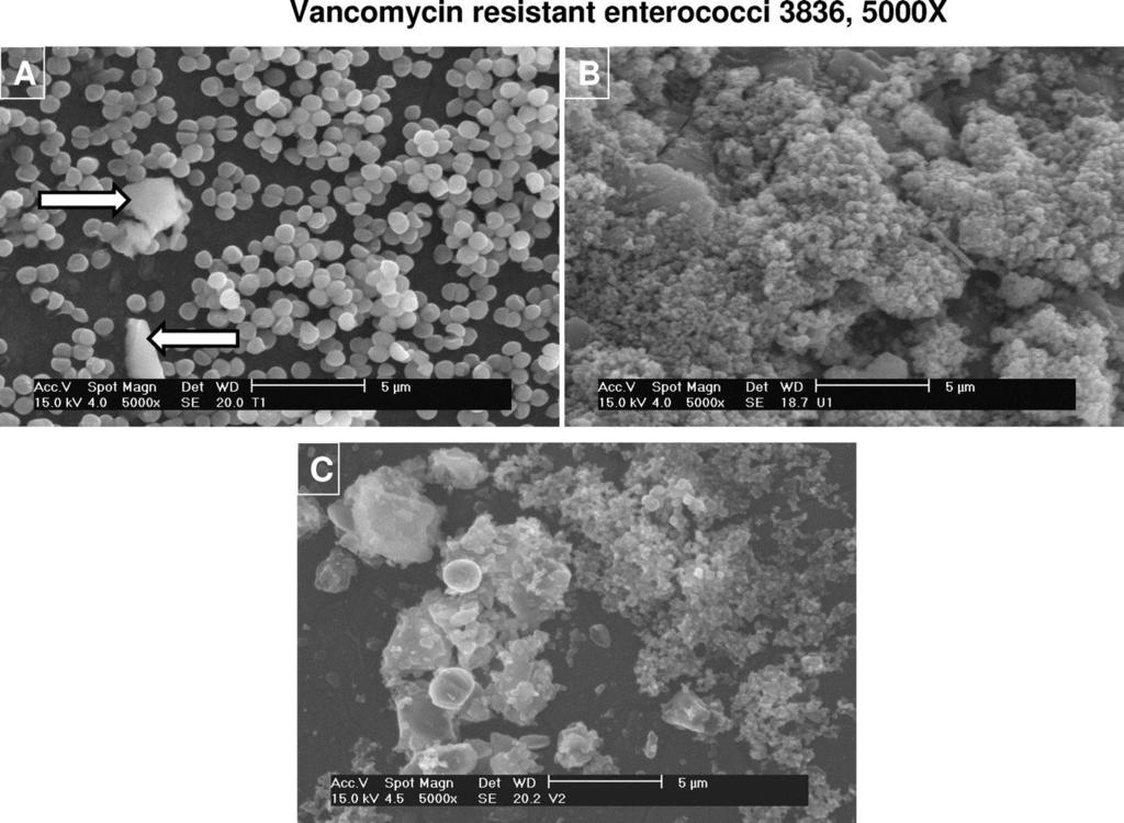 Bildar biofilm.