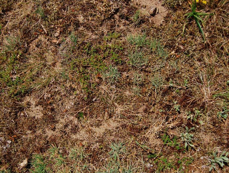 Figur 4. Exempel på sandstäpp i igenväxning där bottenskiktet breder ut sig och vegetationen tätnar. Fortfarande kan tofsäxing ses som blågröna små tuvor.