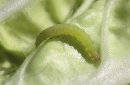 DiPel DF Biologiskt medel mot fjärilslarver Innehåller Bacillus thuringiensis Effektivt mot larver av kålfjäril, mätare, vecklare, mal m fl.