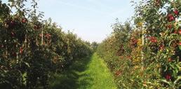 Fibro Mot insekter i odling av potatis, äpple, päron, körsbär och plommon Registrerad paraffinolja mot virusspridande bladlöss i potatis Mot fruktträdsspinnkvalster och päronbladloppa Mot bladlöss i