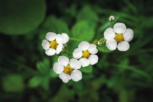 Katalognyheter BotaniGard WP Biologisk produkt mot vita flygare/mjöllöss i växthuskulturer. NeemAzal -T/S Insektsmedel i diverse grönsakskulturer samt i frukt och prydnadsväxter.