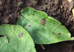 Se sida 95 5 l Frostfritt UPMA Registreringsinnehavare Globachem NV Narita tillhör gruppen trialzoler och produkten hämmar ergosterolbiosyntesen.