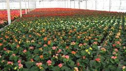 brownie, Centaurea, Cestrum, Clarkia, Cleome, Coleus, Cosmos, Cuphea, Cynara scolymus, Dahlia, Dianthus barbatus, Dimorphoteca, Eucalyptus, Eustoma grandiflorum, Ficus, Felicia, Gazania, Gnaphalium,