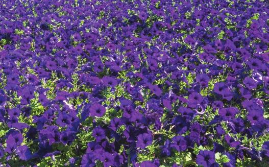 Petunia 1:a behandling när bladen är i krukkanten, 2:a behandling när sidoskotten kommer. Tagetes, Zinnia 1:a behandling ca 3 4 veckor efter sådd.