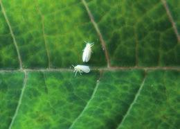 BotaniGard WP BotaniGard är en biologisk produkt bestående av sporer från en naturligt förekommande svamp, Beauveria bassiana med effekt på vita flygare.