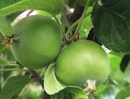 VitiSan Kaliumbikarbonat med effekt på skorv i äpple och päron Får användas flera gånger upp till 6 gånger Ingen karenstid Skonsam för nyttoinsekter Får användas i ekologisk odling Mot skorv i
