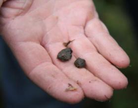 Pelletering Pelletering av aska går till på så sätt att askan blandas med vatten och pelletten fås fram genom att pressas under en spårad vals (jämförelse köttkvarn (figur 6).