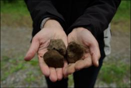 2013). Pelleterat material har som granulerat material inte använts mycket i Sverige men används flitigt i Finland där man också utvecklat bra tillverknings- och spridningsmetoder (Claesson 2013).