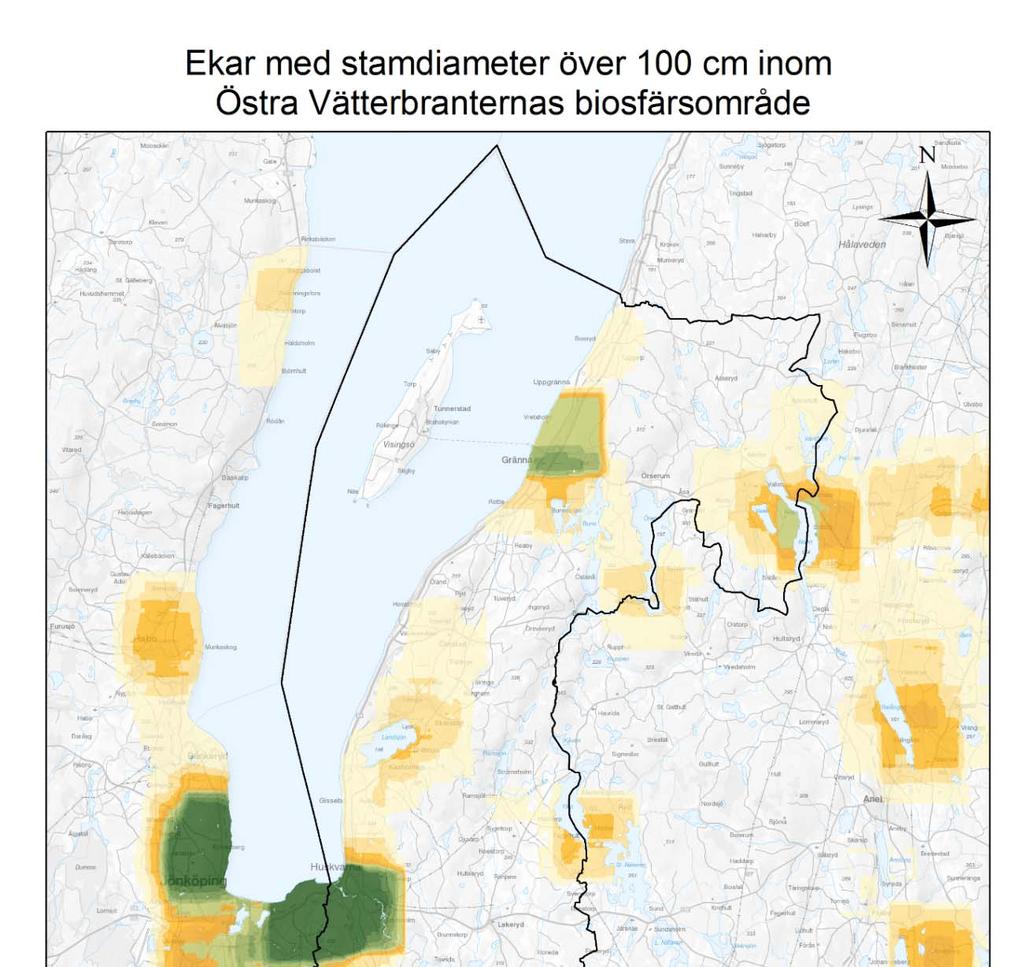 Figur 1. Ekar med stamdiameter över 100 cm.