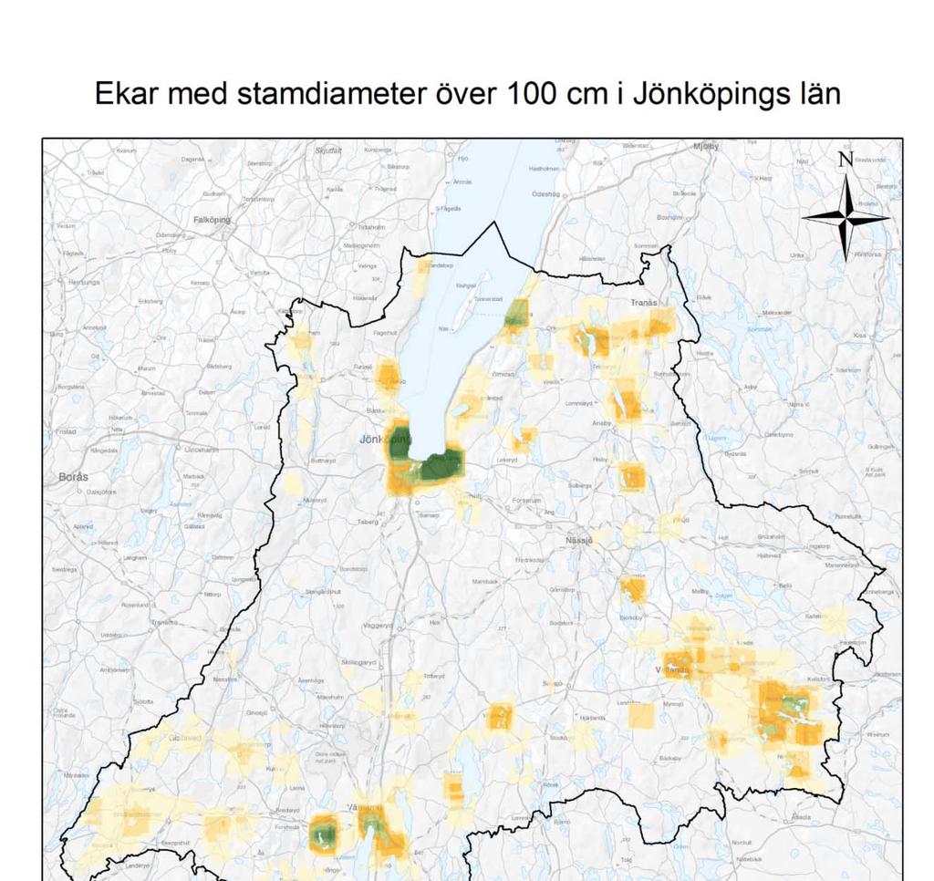 Figur 4. Ekar med stamdiameter över 100 cm.