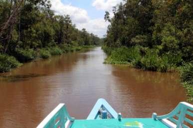 Dag 3 Jakarta - Borneo: Tanjung Puting nationalpark Efter frukost åker vi den korta sträckan till flygplatsen för att flyga norrut till Pangkalan Bun på Borneo.