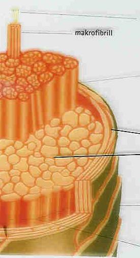 Filantinkablar Microfibrill Macrofibrill Cortex