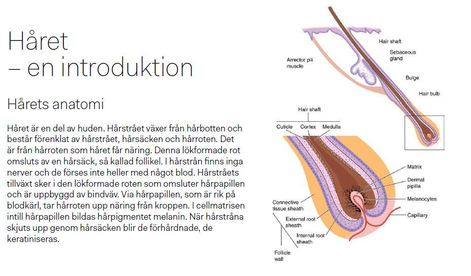 Hårets