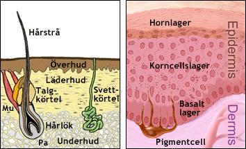 Huden