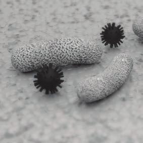 Bacteria are naturally present in all our surroundings.