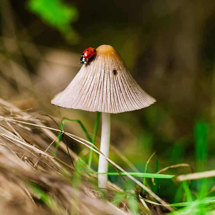 Våra naturområden ska skötas och utvecklas på ett hållbart sätt. Biologisk mångfald Vi ska skydda vår natur, bevara och öka den biologiska mångfalden i Norrköping.