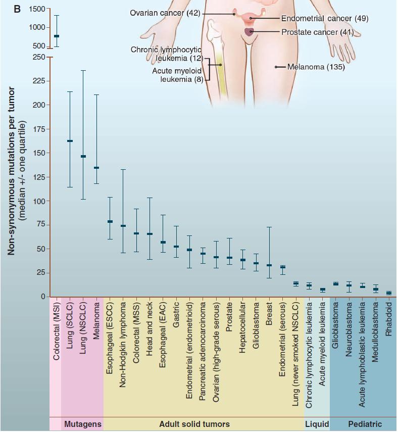 Antalet somatiska mutationer i olika humana cancrar upptäckta genom helgenomsekvenserings studier Lungcancrar hos