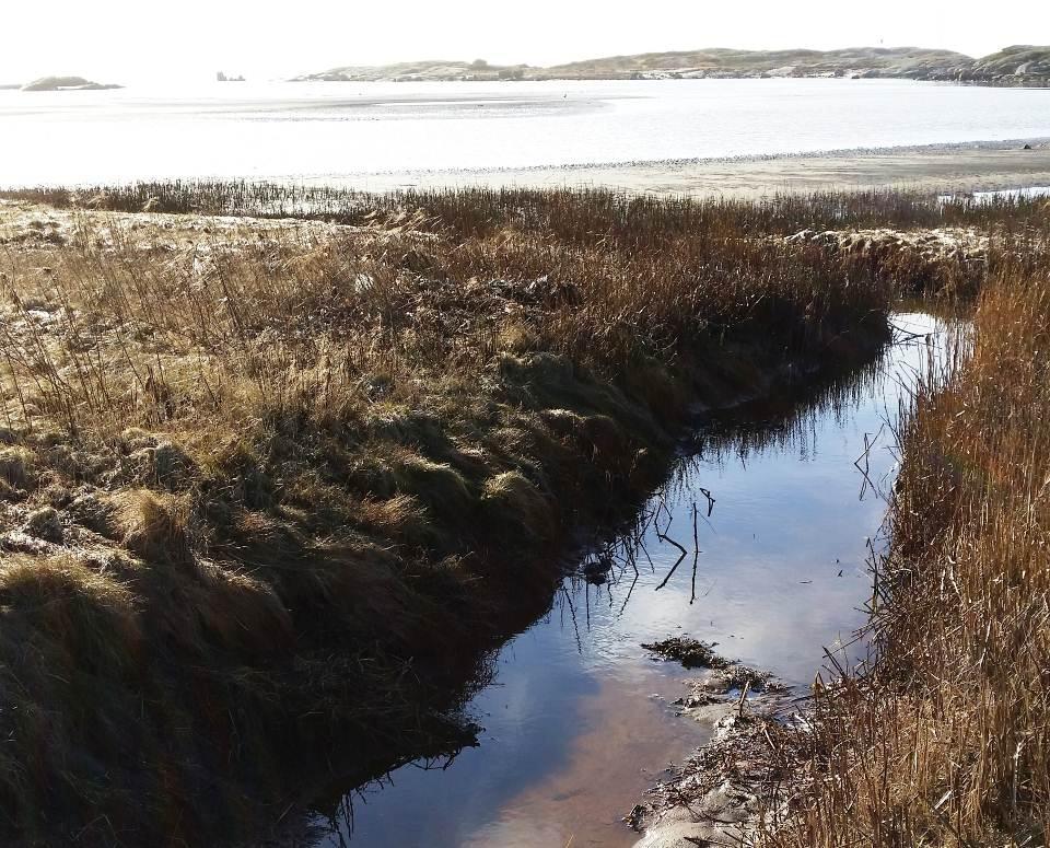 6 (16) Diket leder åt sydväst och mynnar i Ängaviken, ca 300 m från de planerade fastigheterna, se figur 3. Diket korsar Ängaviksvägen via trummor i två punkter, se bilaga 1. Figur 3.