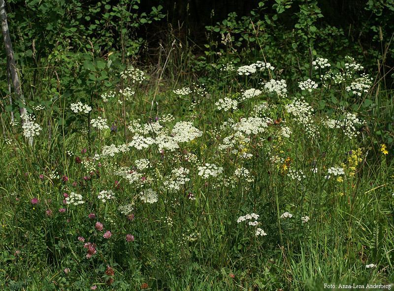 miljöersättning 