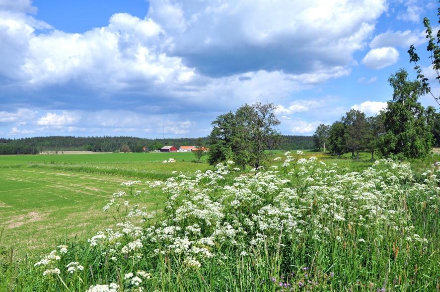 Hundkäx och maskrosor minskar både i marker med och utan