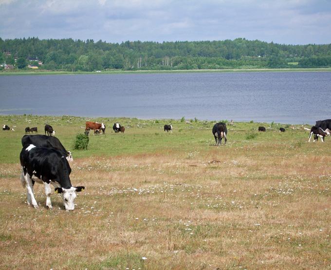 En stig med tillhörande anläggningar på södra delen av ön är tillgänglighetsanpassade. På ön bedrivs ett aktivt skärgårdsjordbruk.