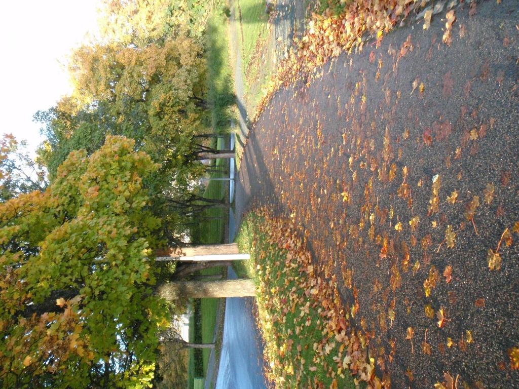 Lövhalka