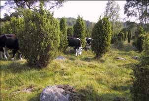26 procent av bebyggelsen inom hela det nuvarande kommunområdet utgjordes av småbyar på 3-5 gårdar. Höör bestod vid denna tid av hela 17 gårdar.