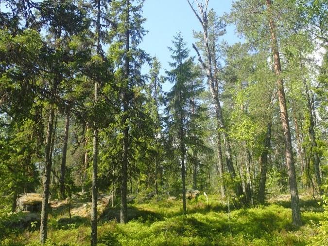 4.5.3. Naturmiljö Naturmiljön i området mellan Umeå och Dåva utgörs till största del av skogsområden med myrmarkspartier samt jordbruksmark i anslutning till de större vattendragen (se figur 4.5-6).
