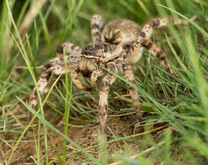 76 Asiatisk beckasinsnäppa Limnodromus semipalmatus 2 Tsagaan Nuur 9.6 och 4 Tsagaan Nuur 10.6 77 Rödspov Limosa limosa melanuroides 2 Gun Galuut 29.5, 10 Gun Galuut 30.5, 4 Lake Orog 4.