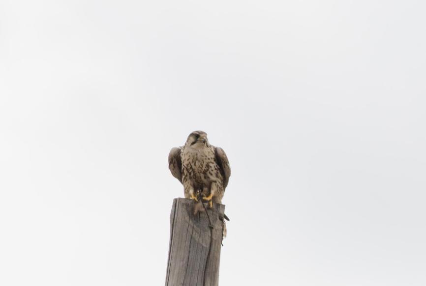 114 Större turturduva Streptopelia orientalis orientalis 1 Gun Galuut 29.5, 1 Gun Galuut 30.5, 6 Dalanzadgad 31.5 och 2 Yolym Am 1.6 115 Turkduva Streptopelia decaocto decaocto 1 Gun Galuut 30.