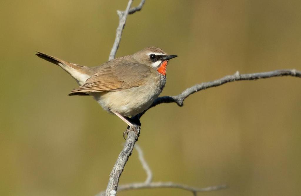 174 Ökensångare Sylvia nana 3 Khongor Sands 3.6 och 1 längs vägen 3.6 175 Törnsångare Sylvia communis rubicola 1 Terelj 29.5, 10 Yolym Am 1.6 och 2 Orkhon River Valley 8.