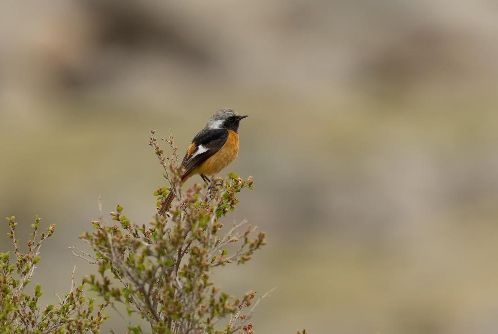 192 Svart rödstjärt Phoenicurus ochruros phoenicuroides 14 Yolym Am 1.6, 4 Tongorog Pass 6.6 och 2 Tongorog Pass 7.6 193 Rödstjärt Phoenicurus phoenicurus phoenicurus 4 hörda och 4 sedda Terelj 28.