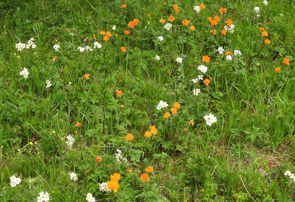 Blomsterprakten här består av orange smörboll (Trollius asiaticus) och en stilig sippa (Anemone narcissiflora). Foto: Mats Bjersing.