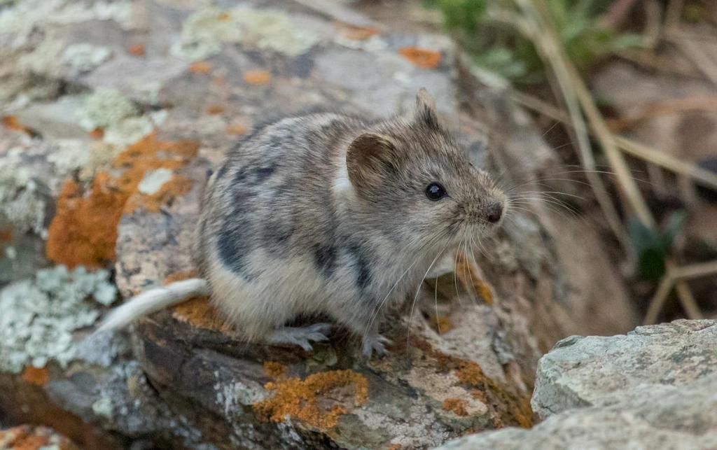 Mongolian Silver Vole en stor sork som blev en ny art för AviFauna. Foto: Anders Adolfsson.