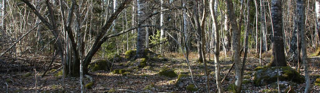 Inventeringar gjorda, men inget förslag presenterat i KS. Skog på kommunal mark ska skötas så att arealen gammal skog och äldre lövrik skog samt mängden grov död ved ökar.