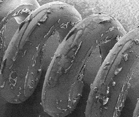 Bilaga 2 Coil of a flexible biopsy