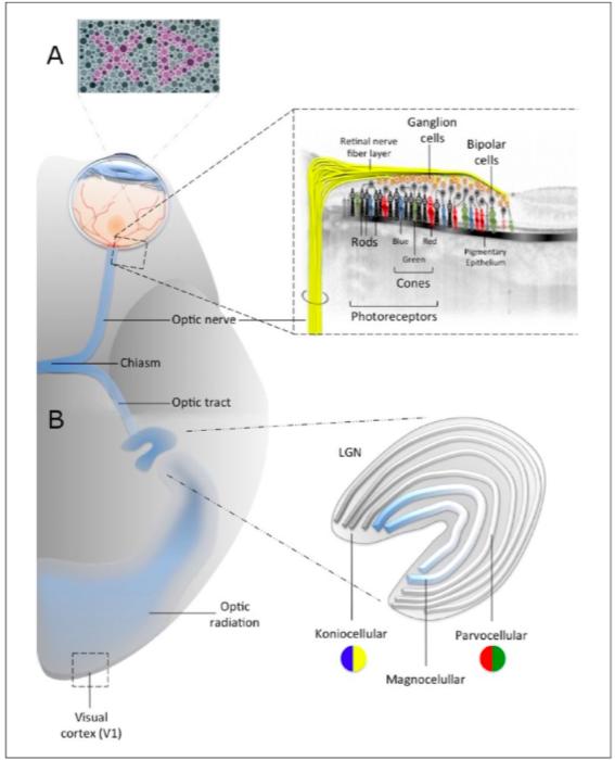 våglängderna absorberas (blått och grönt) och den längre våglängden reflekteras tillbaka och ger färgen röd (P.Widmaier, Raff, & T.Strang, 2014).