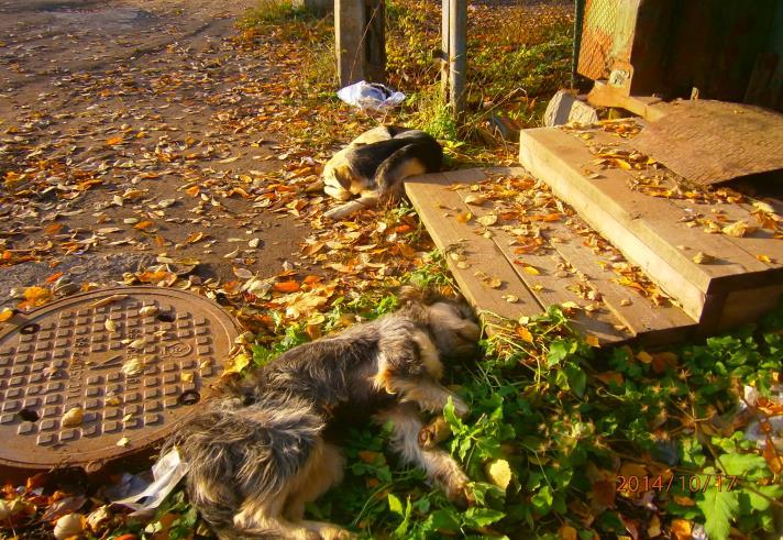 hundar levde i en korsning nära järnvägen med 2 hemlösa män.